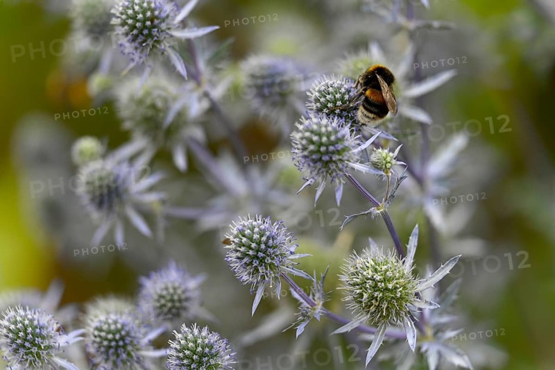 Bumblebee on manstraw (Eryngium), wild bee, bee pasture, insect pasture, garden, ecology, insect-friendly, bee-friendly, Germany, Europe