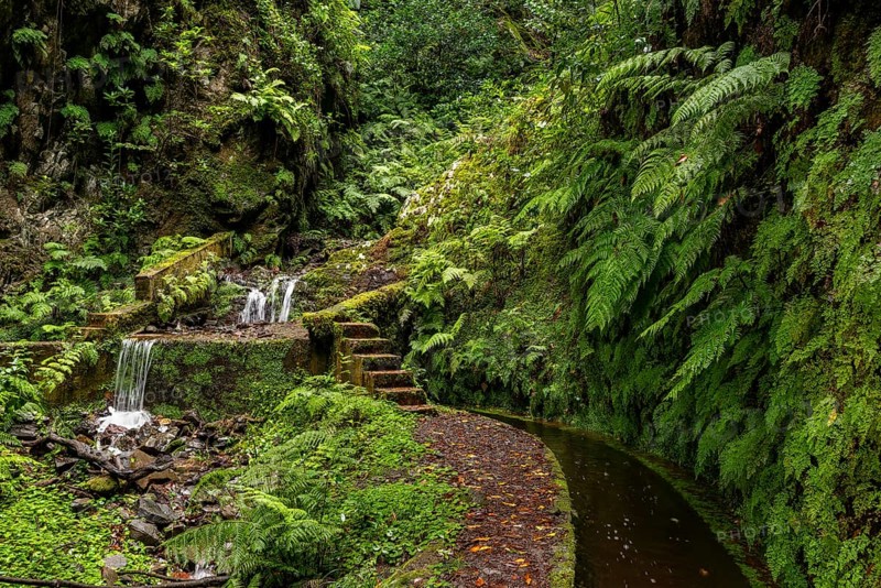 Lush green vegetation with a small waterfall on a path along the Levada do Ribeira da Janela, quiet and close to nature, Madeira, Portugal, Europe