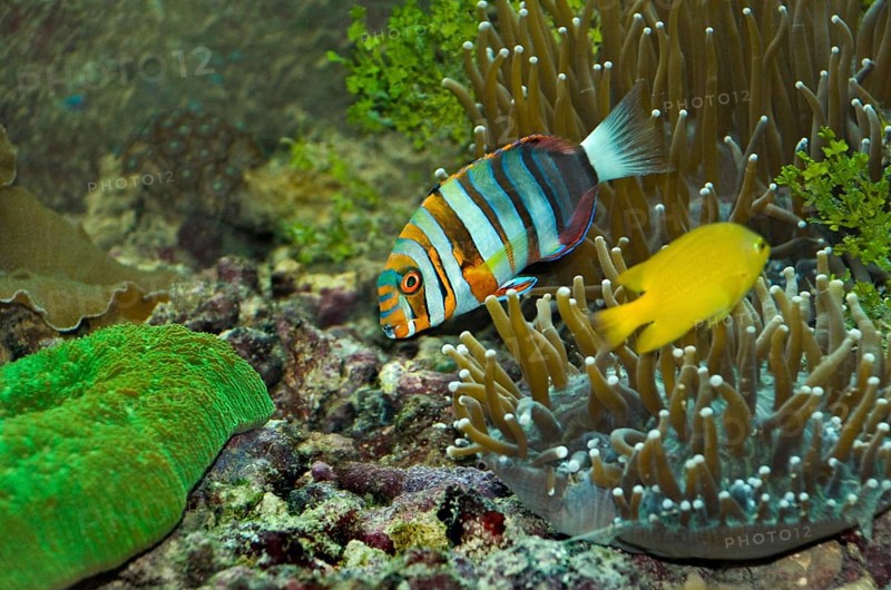 Harlequin tusk fish, Green Island, Cairns, Queensland, Australia, Oceania