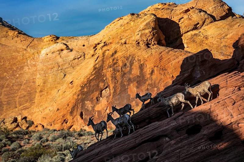 Bighorn Sheep (Ovis canadensis) at Rainbow Vista, Valley of Fire State Park, Nevada, USA, North America