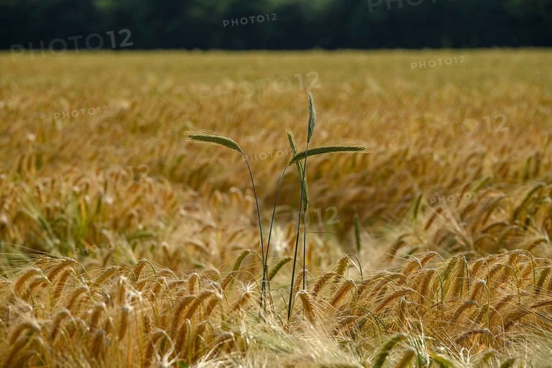 A single stalk in the foreground of a golden wheat field, borken, münsterland, germany