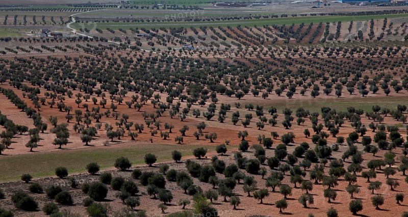 Spain Olive plantation 54328