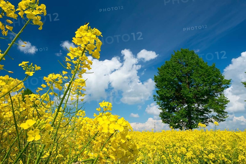 Rape field, trees, rape, summer, blue sky, cumulus clouds, landscape, blooms, blooming, rape blossom, Palatinate, plants, blossoms, rape flowers