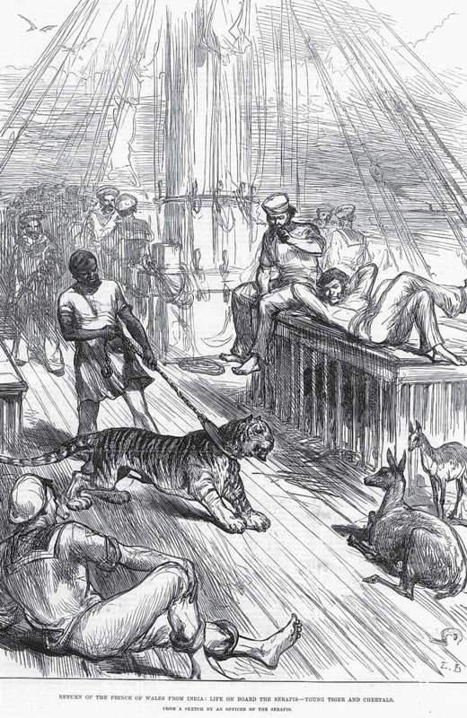 Royalty on tour return of Prince of Wales from India Life on Board Serapis young tiger and Cheetals, India, Asia