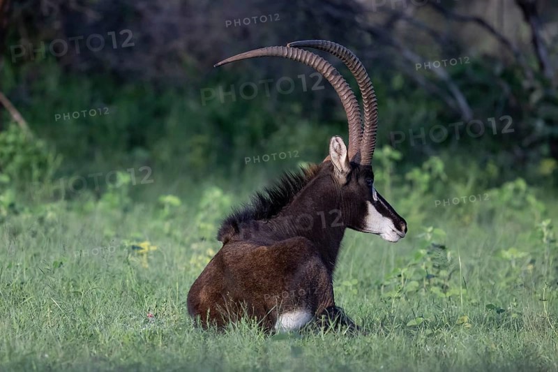 Sable antelope (Hippotragus niger), male, Qwabi Private Game Reserve, Biosphere Reserve, Limpopo, South Africa, Africa