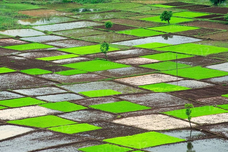 Paddy rice field in squares pattern in monsoon, Chiplun, Ratnagiri, Maharashtra, India, Asia