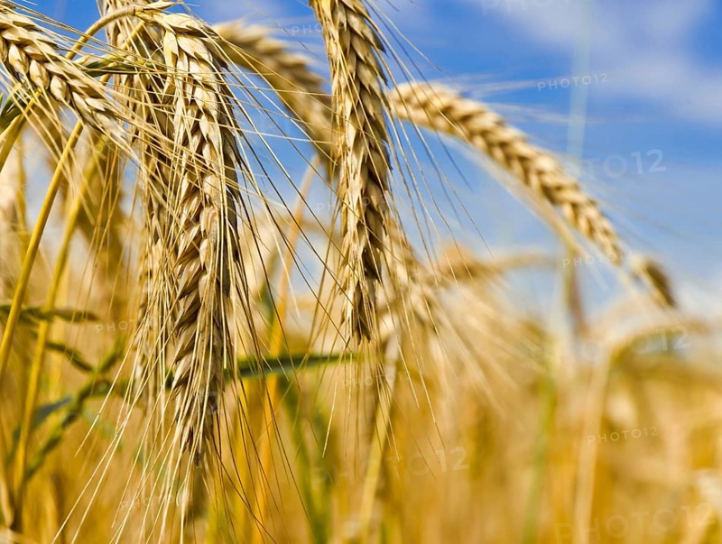 Harvest time