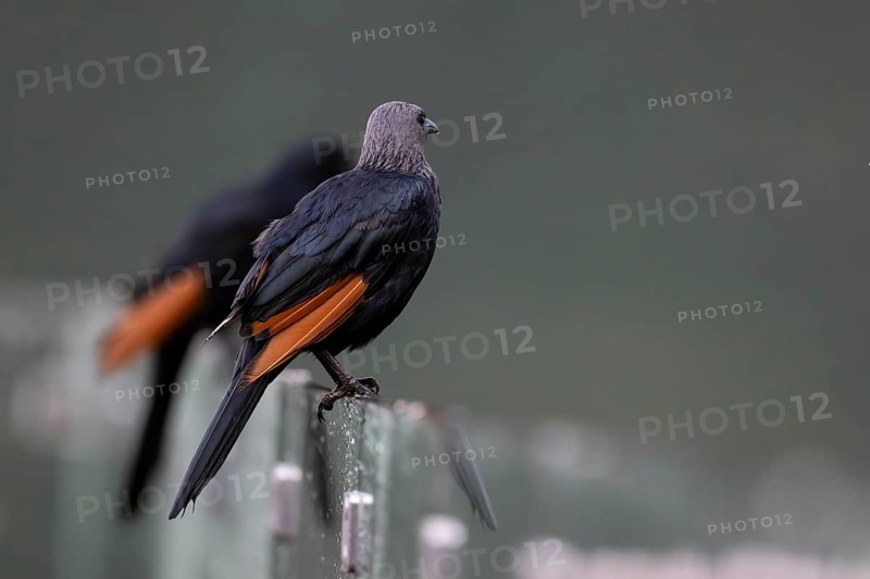 Red-winged Starling (Onychognathus morio) female, Qwabi Private Game Reserve, Biosphere Reserve, Limpopo, South Africa, Africa