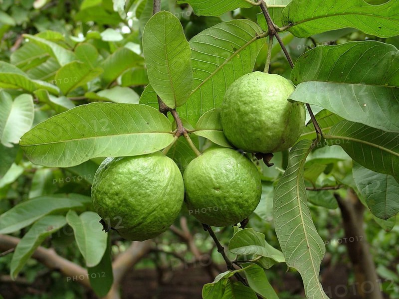 Food, Green leaf with two Guava (Pssidium Guajava L) jambu batu