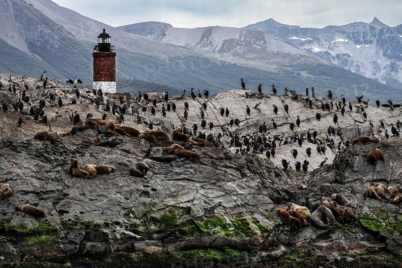 Les Eclaireurs lighthouse with sea lions and cormorants, Beagle Channel, Ushuaia, Argentina, South America
