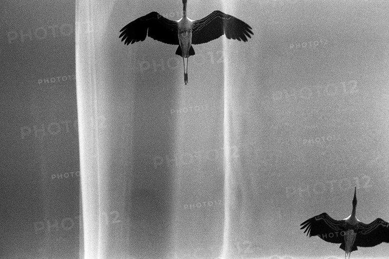 Flying Painted Stork birds Bharatpur Bird Sanctuary Rajasthan India Asia 1976