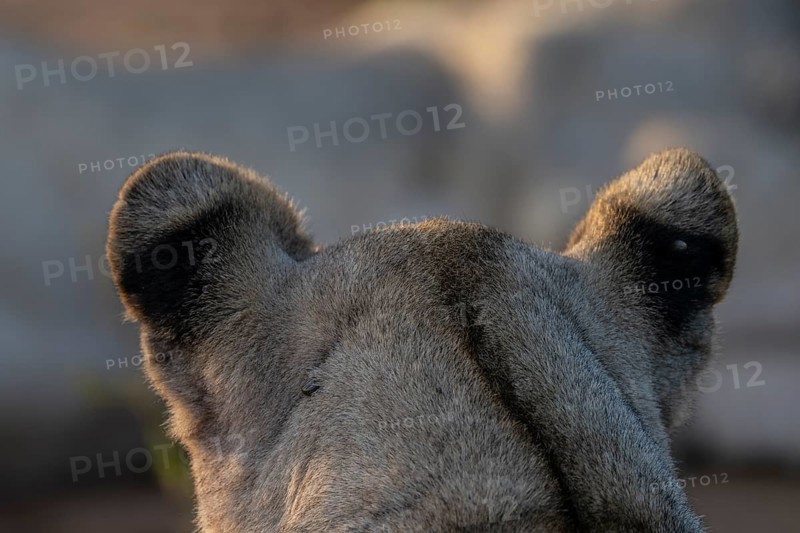 Lioness (Panthera leo) ears from behind, Qwabi Private Game Reserve, Biosphere Reserve, Limpopo, South Africa, Africa