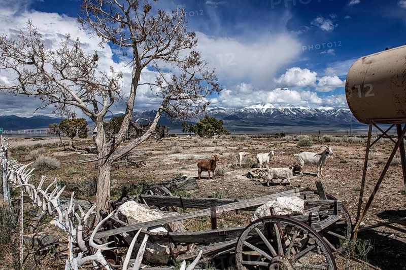 Truck stop with a herd of goats behind a fence of deer antlers, Highway 50, Loneliest Road in America, Ely, Nevada, USA, North America