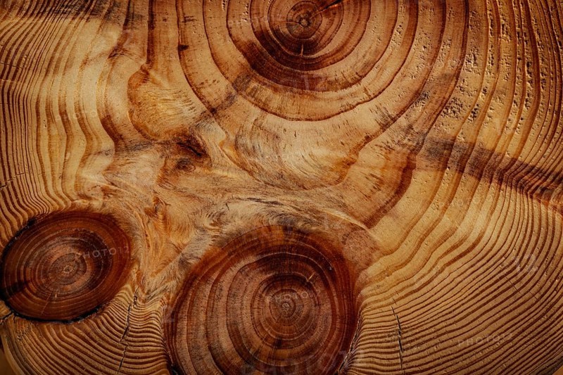 Abstract Wood Texture With Cross Cut