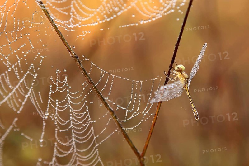 Dragon fly beside spider web covered with dewdrops 28-December-2008