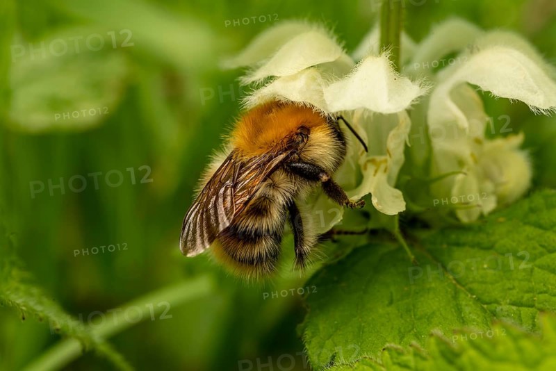 Close-up of a bumblebee in the small white flower of a Lamium album in the countryside, Lower Saxony, Germany, Europe