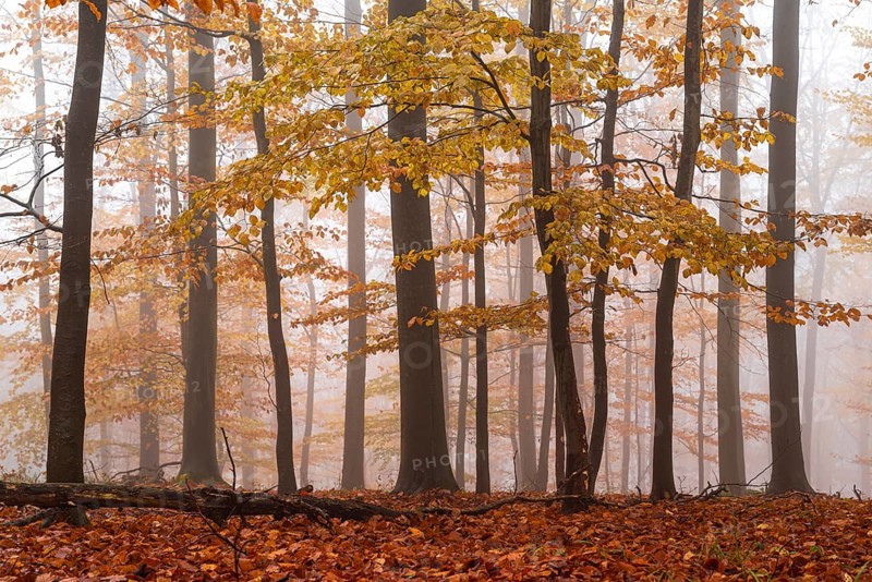 Idyllic autumn forest with veils of mist, which spreads a quiet and mysterious atmosphere, Bad Pyrmont, Weserbergland, Lower Saxony, Germany, Europe