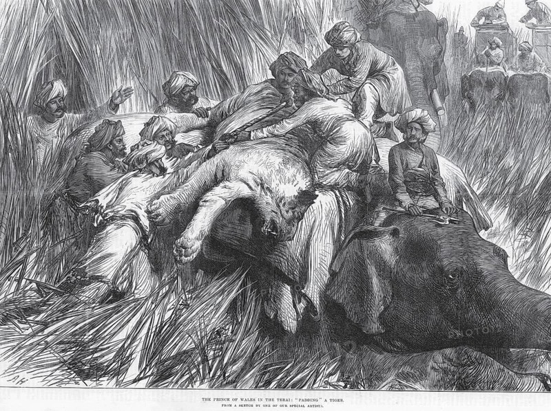 Hunting & animal views, padding a tiger, the prince of Wales in the terai, Madesh, Himalaya range in India