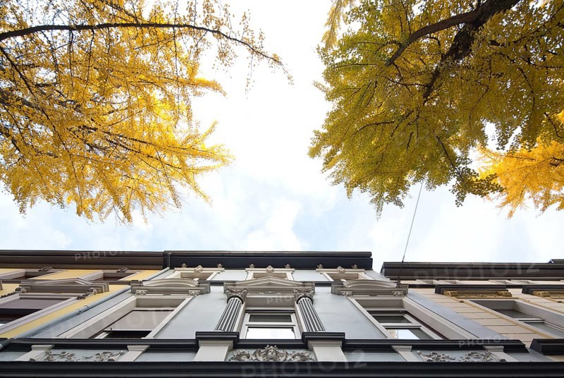 Avenue of gingko trees in autumn