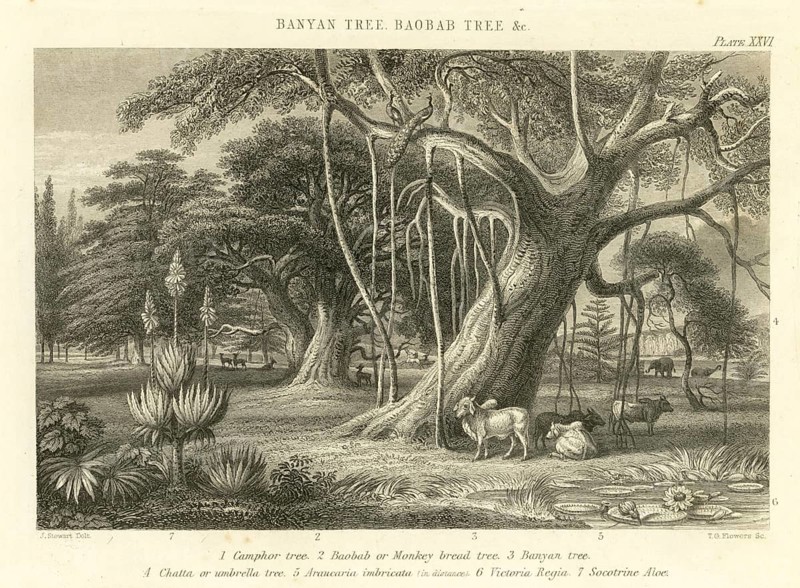 Lithographs Banyan Tree, Baobab Tree & etc, India, Asia