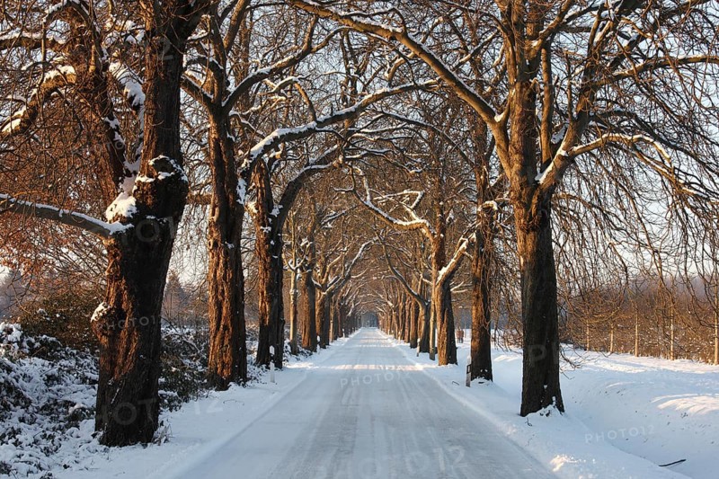 Hülser Bruch, chestnut avenue in winter