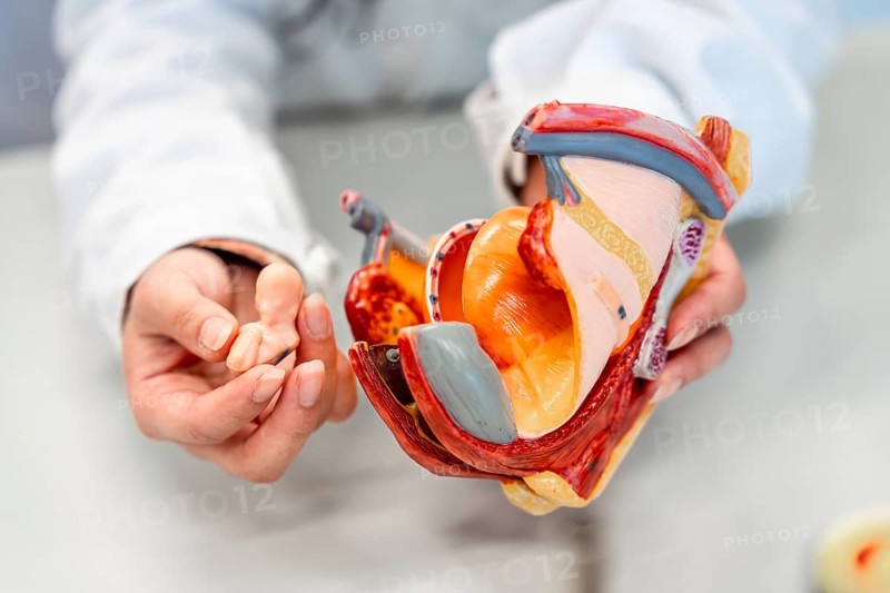 Doctor explaining pregnancy using anatomical model of female reproductive organs and fetus in university or clinic