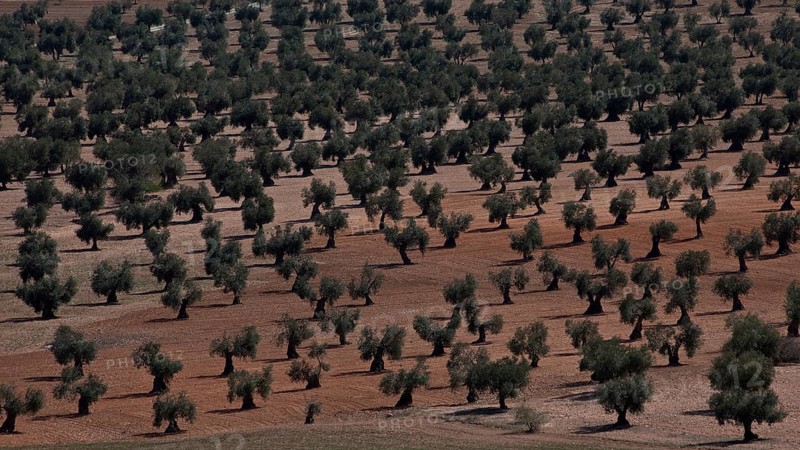 Spain Olive plantation 54370