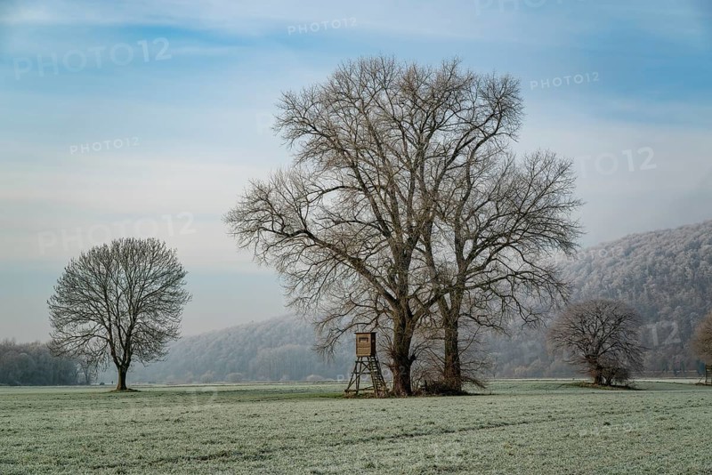 Frost-covered field with large bare trees and a raised hide, under a blue sky, near Heinsen, Weserbergland, Lower Saxony, Germany, Europe