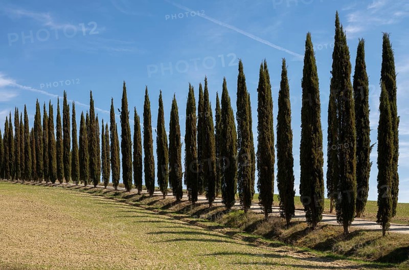 Near Montalcino, cypress avenue