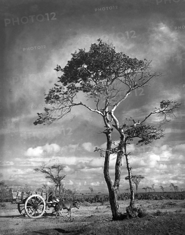 Bullock cart stand near the tree, Palghar, Maharashtra, India 1940's