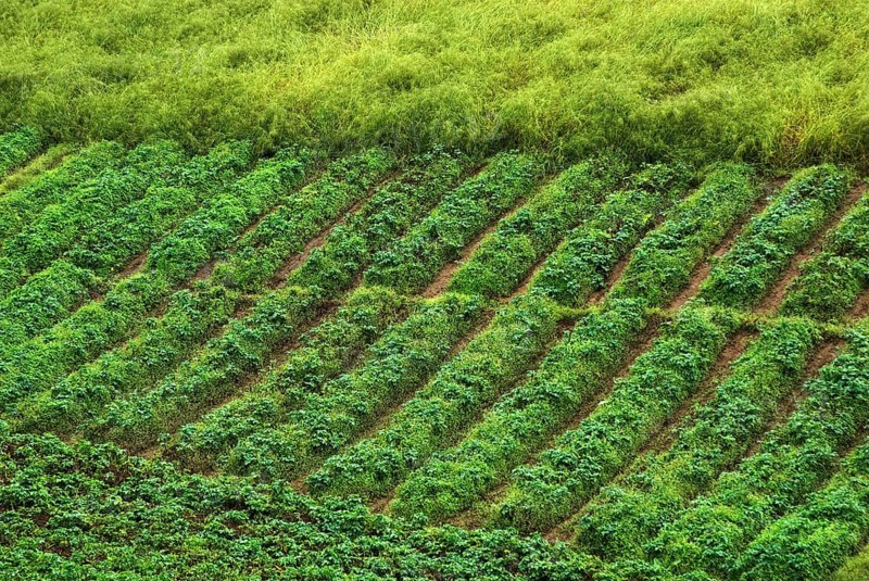 Field of vegetables, Shillong, Meghalaya, India, Asia