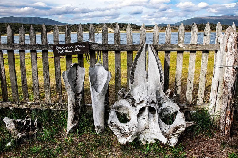 Orca skeletons off Estancia Harberton, Beagle Channel, Ushuaia, Argentina, South America