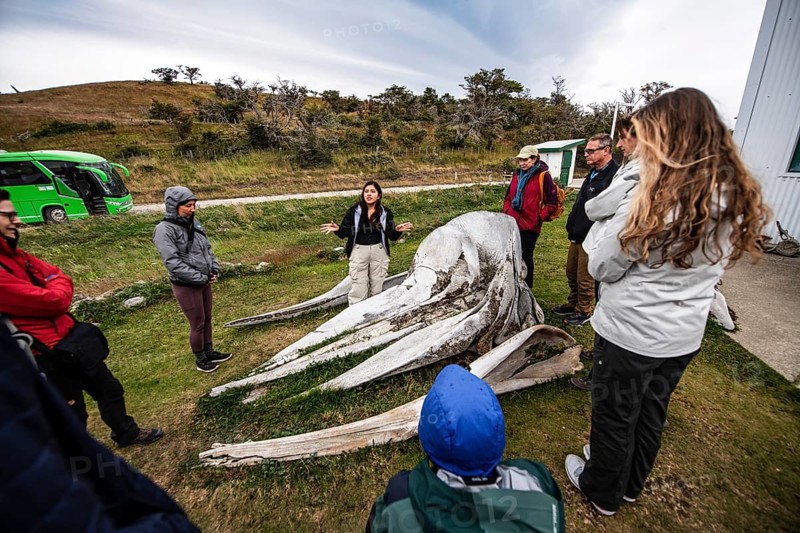 Whale museum at Estancia Harberton, Beagle Channel, Ushuaia, Argentina, South America