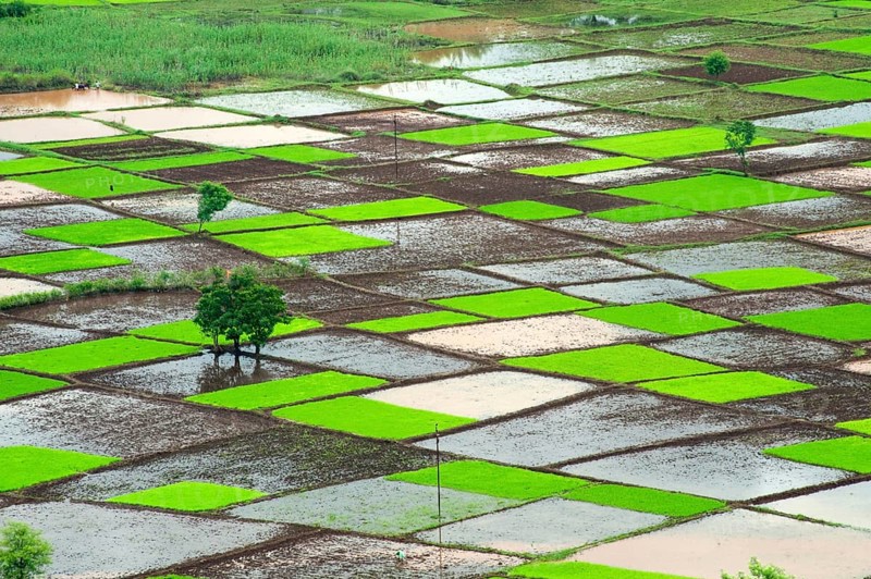 Paddy rice field in squares pattern in monsoon, Chiplun, Ratnagiri, Maharashtra, India, Asia