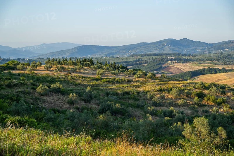 Tuscan landscape, country estate with vineyards, forests, olive trees and cypresses in Chianti, Chianti Region, Tuscany, Italy, Europe