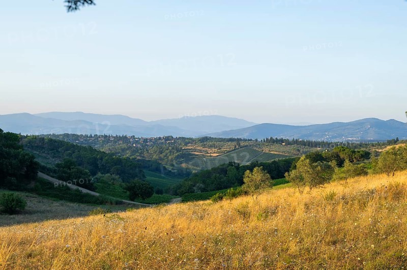 Tuscan landscape, country estate with vineyards, forests, olive trees and cypresses in Chianti, Chianti Region, Tuscany, Italy, Europe