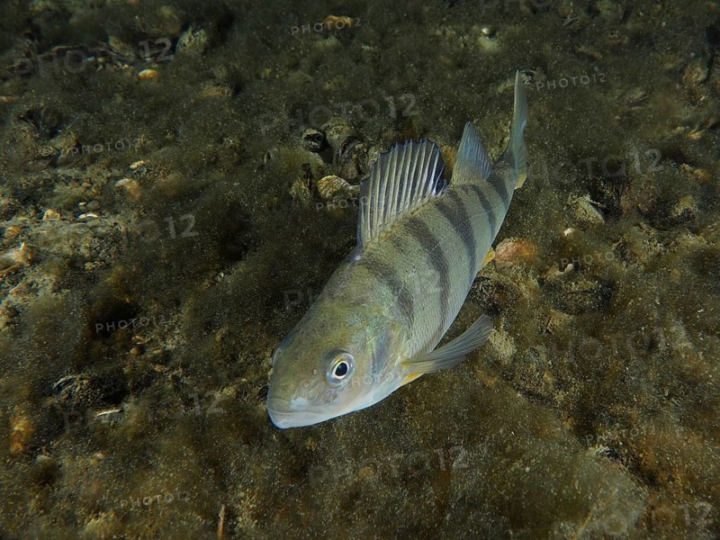 A striped fish, perch (Perca fluviatilis), Egli, swimming over an algae-covered bottom, dive site Zollbrücke, Rheinau, Canton Zurich, Rhine, High Rhine, Switzerland, Germany, Europe
