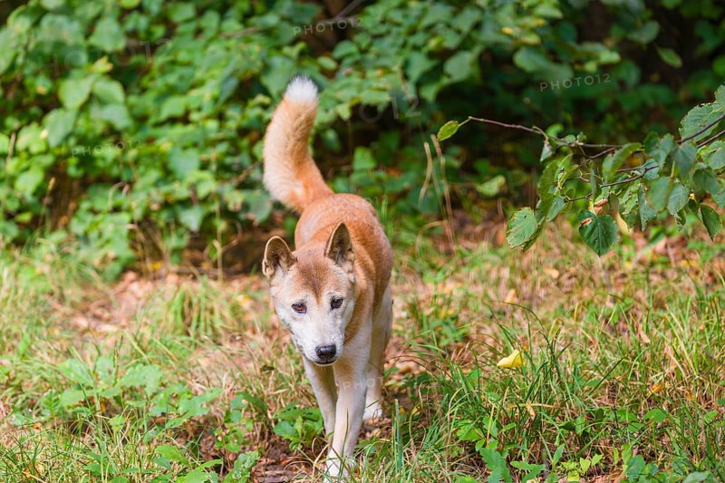 One New Guinea singing dog or New Guinea Highland dog (Canis hallstromi) (Canis dingo hallstromi, Canis familiaris) walking out of the forest towards the camera