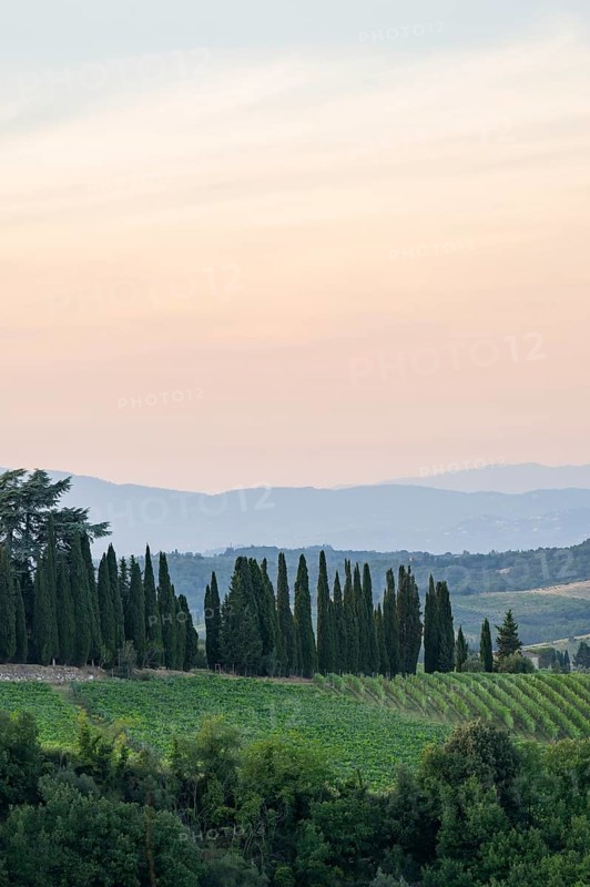 Tuscan landscape next to greve in Chianti and Montefioralle, country estate with vineyards, forests, olive trees and cypresses in Chianti, sunset, Chianti Region, Tuscany, Italy, Europe