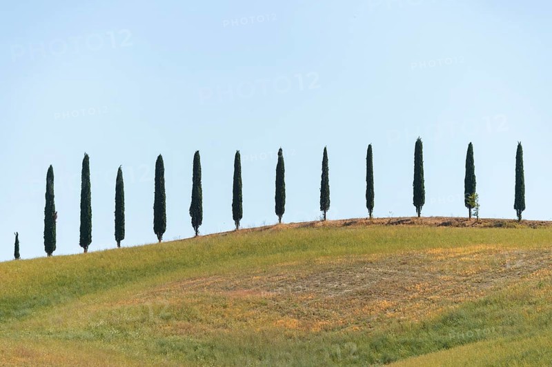 Cypress trees standing on top of a hill, Unesco world heritage site Crete Senesi, Italy, Europe