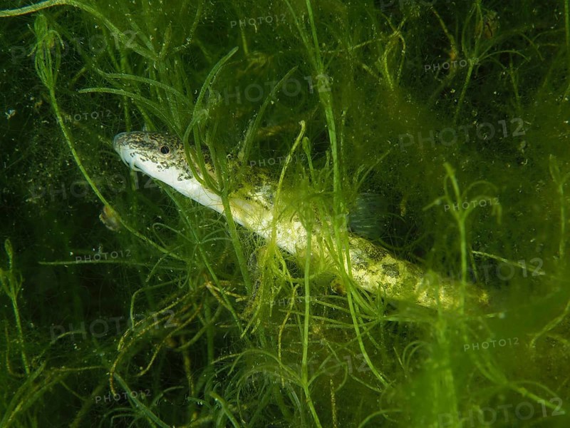 Common loach (Barbatula barbatula) hiding in green aquatic plants under water, dive site Wildsau, Berlingen, Lake Constance, Switzerland, Germany, Europe