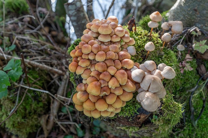 Kuehneromyces mutabilis (Kuehneromyces mutabilis) and Mycena zephirus (Mycena zephirus) on a tree stump, Bavaria, Germany, Europe