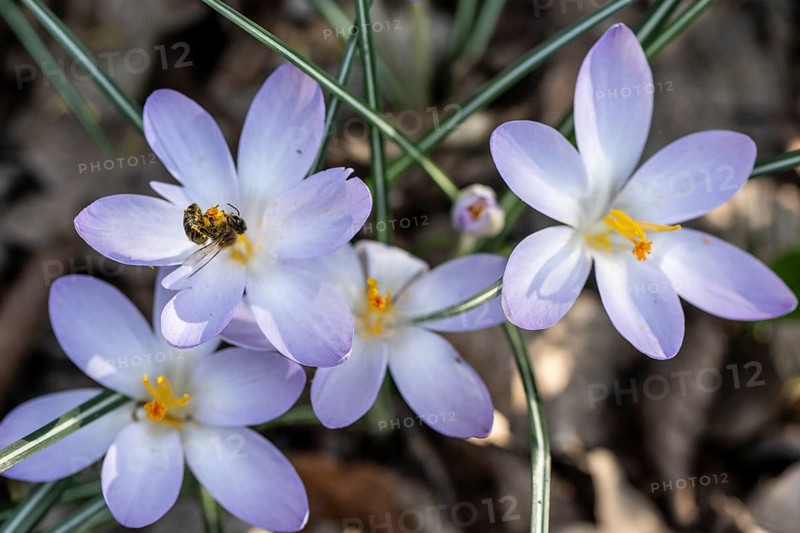 Elfin crocus (Crocus tommasinianus) with honey bee (Apis mellifera), Emsland, Lower Saxony, Germany, Europe