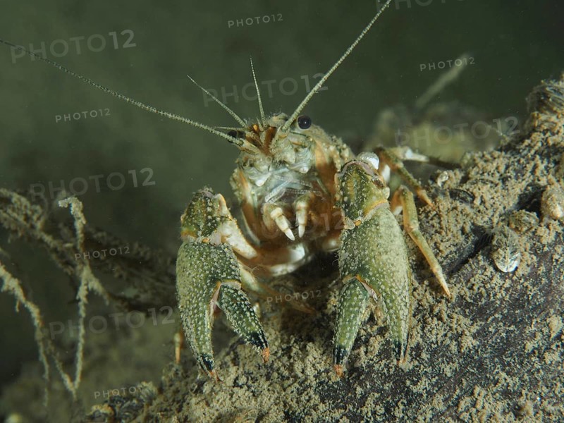 Crayfish (Faxonius limosus), American crayfish, invasive species, with clearly visible claws on sandy substrate, Terlinden dive site, Küsnacht, Lake Zurich, Canton Zurich, Switzerland, Europe