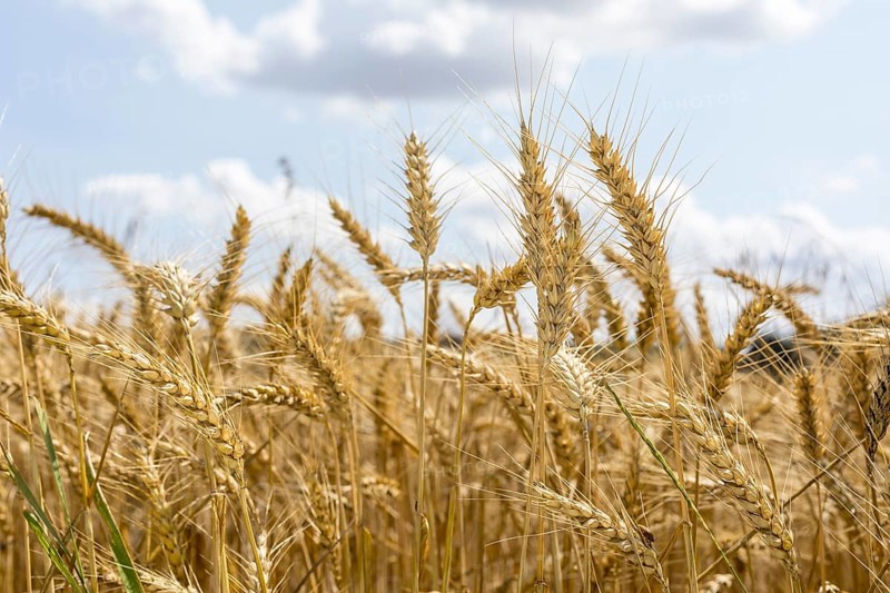 Grain field with ripe ears of wheat (triticum) in front of a blue sky, Riesa, Saxony, Germany, Europe