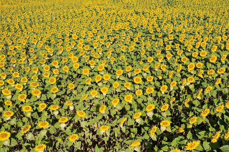 Aerial view of a sunflower field in bloom, sunflowers (Helianthus annuus), Hirschstein, Saxony, Germany, Europe