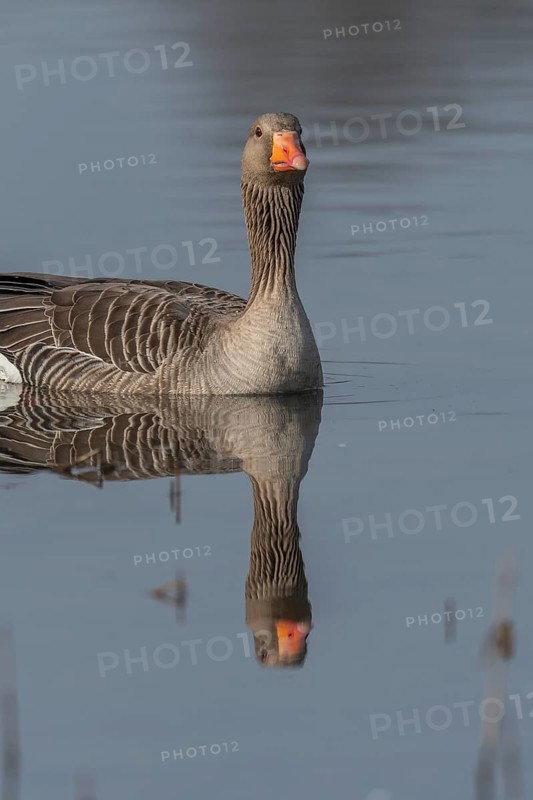 Greylag goose (Anser anser) swimming on a pond in a nature reserve. Lower Rhine, Alsace, France, Europe
