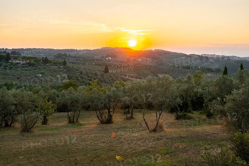Tuscan landscape at sunset, country estate with olive trees in Chianti, Chianti Region, Tuscany, Italy, Europe