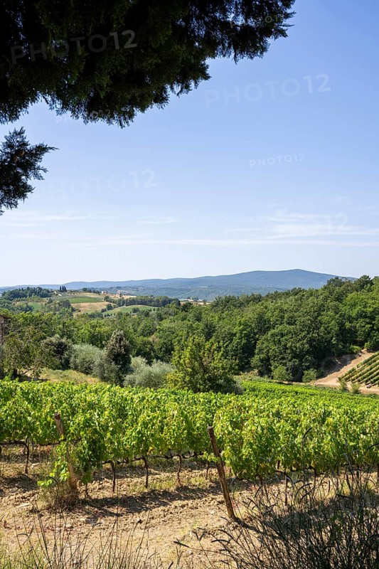 Tuscan landscape, country estate with vineyards, forests, olive trees and cypresses in Chianti, Chianti Region, Tuscany, Italy, Europe