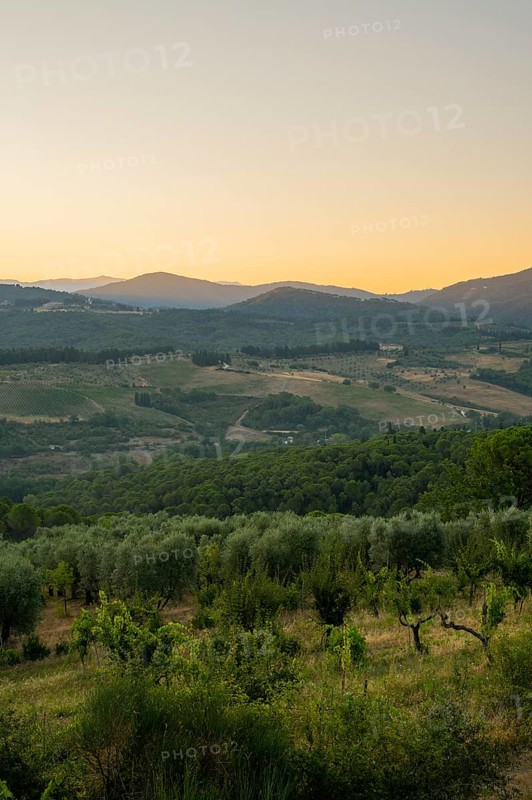 Tuscan landscape at sunrise, country estate with vineyards, forests, olive trees and cypresses in Chianti, Chianti Region, Tuscany, Italy, Europe